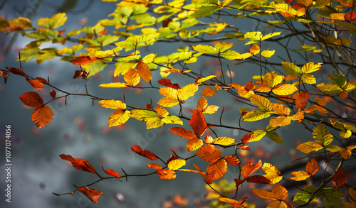 Wallpaper Mural autumn leaves background Torontodigital.ca