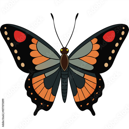 Spicebush Swallowtail butterfly vector illustrations on a white background.