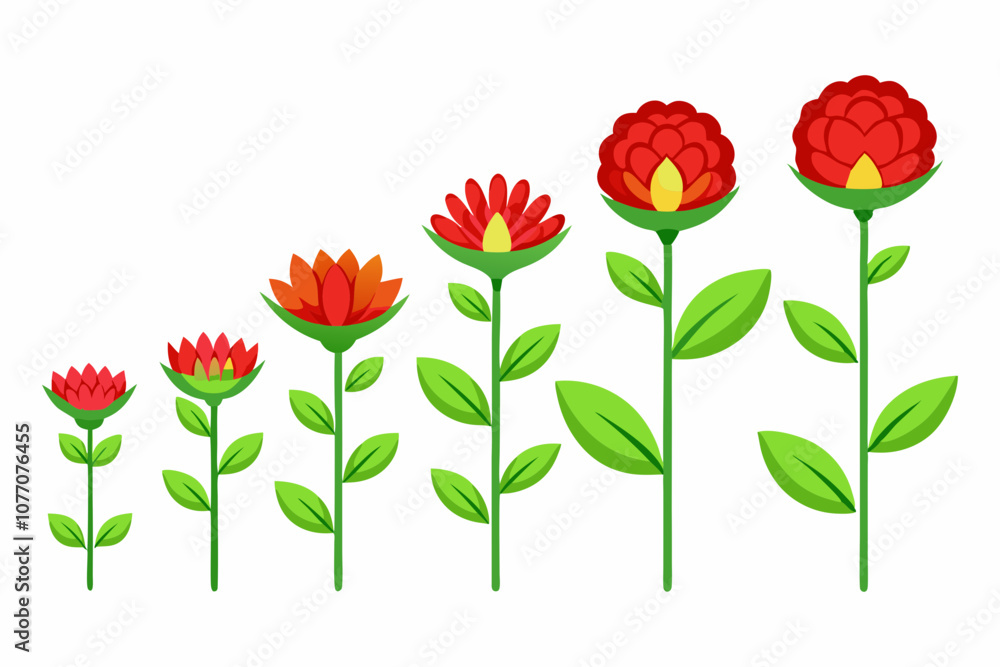 Obraz premium flower growth stages isolated on white background vector illustration