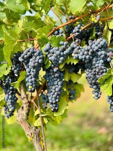 winegrapes