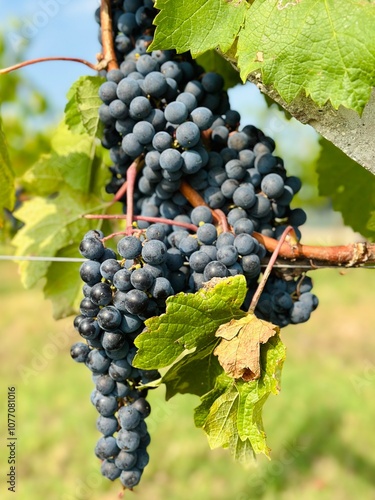 winegrapes
