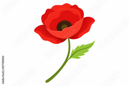 Single poppy flower isolated over white background photo