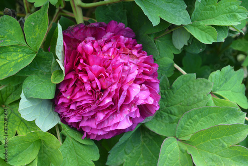 Peonia rosa photo