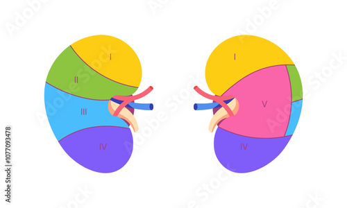 Segmented Kidney Diagram. Color-Coded Sections of Human Kidney with Renal Artery, Vein, and Ureter