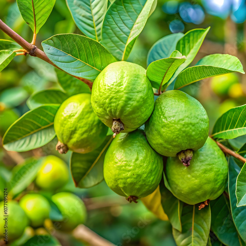 guava psidium guajava is a small tree in the myrtl photo