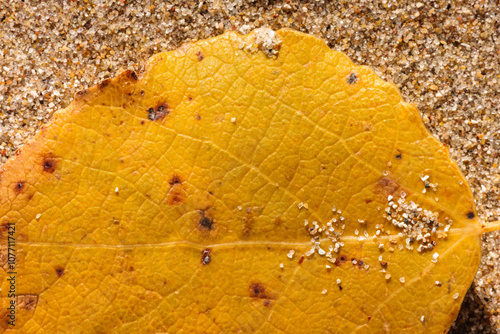 Grains of sand partially cover a section of an aspen leaf in early November as it lies on the sandy beach at Harrington Beach State Park, Belgium, Wisconsin in early November photo