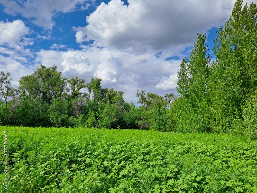 Fototapeta premium green grass and blue sky
