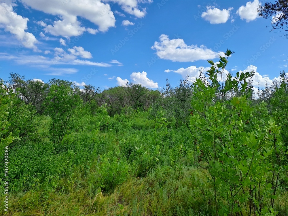 Obraz premium trees and blue sky