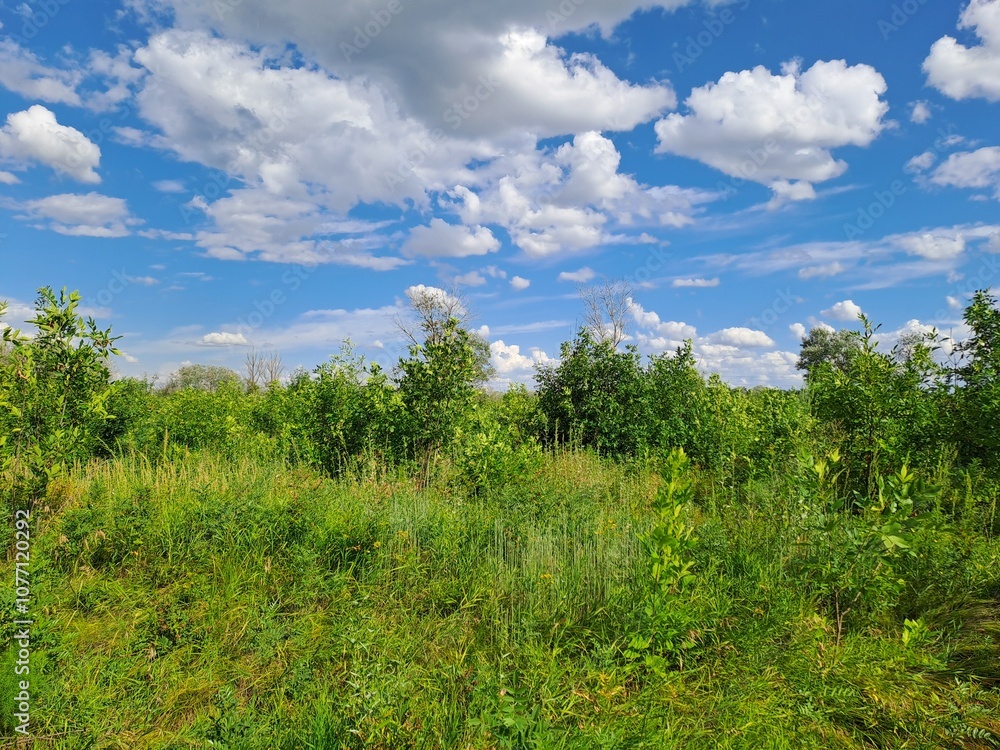 Obraz premium landscape with trees and clouds
