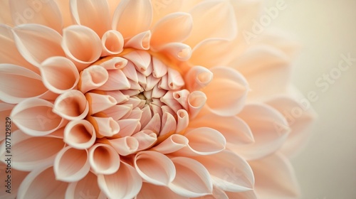 Closeup of a Peach Dahlia Flower Petal Texture