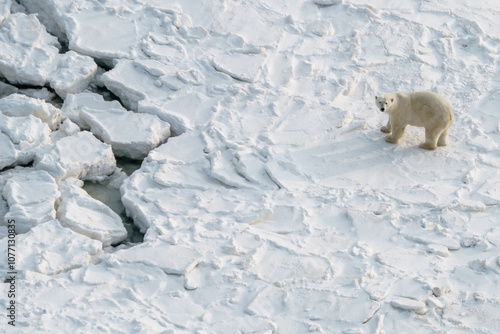 Aerial view of a solitary polar bear waiting for the ice to freeze in Wapusk national park, Churchill Canada photo