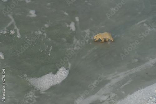 Aerial view of a solitary polar bear waiting for the ice to freeze in Wapusk national park, Churchill Canada photo