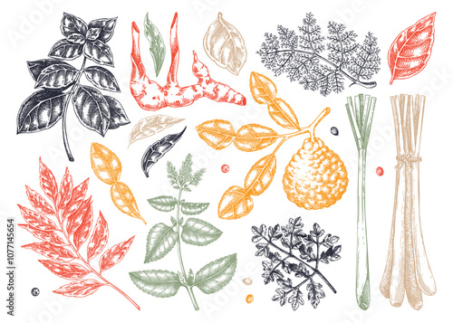 Asian cuisine herb and spice sketches set. Basil, curry, calangal, cilantro, lime drawing. Kitchen spices hand-drawn vector illustration. NOT AI generated