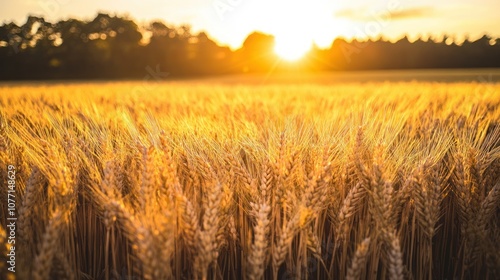 Golden Wheat Field at Sunset with Blurry Trees in the Background