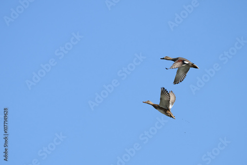 View of a Common Shoveler in flight, Spatula clypeata