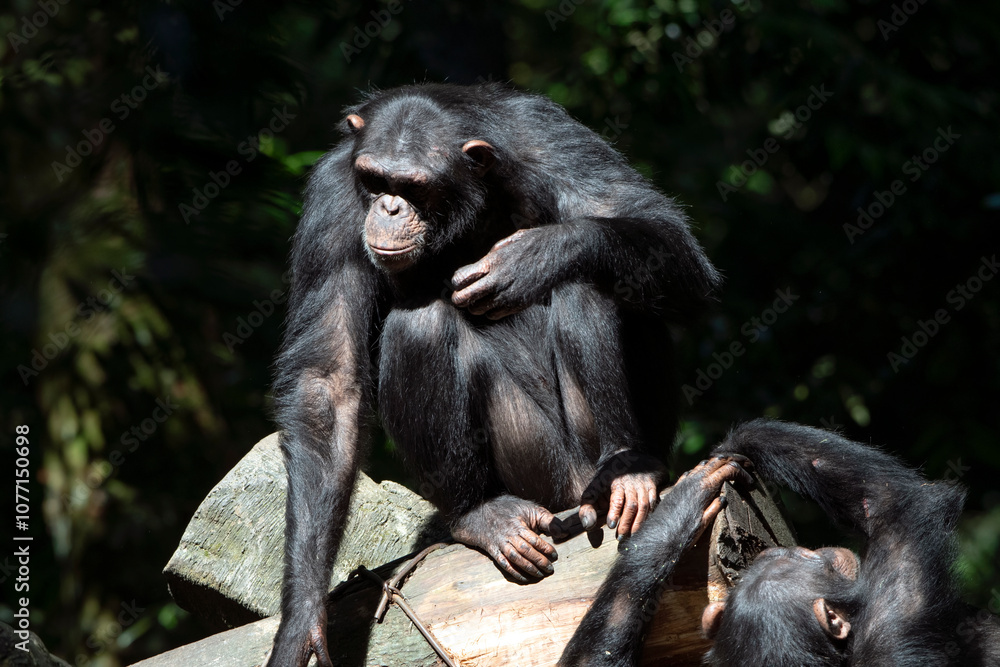 Naklejka premium a chimpanzee sitting on a tree log