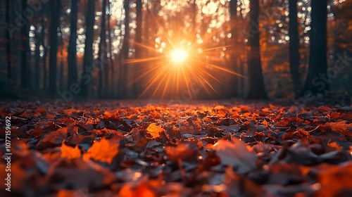 Autumn Leaves Forest Sunset Photo