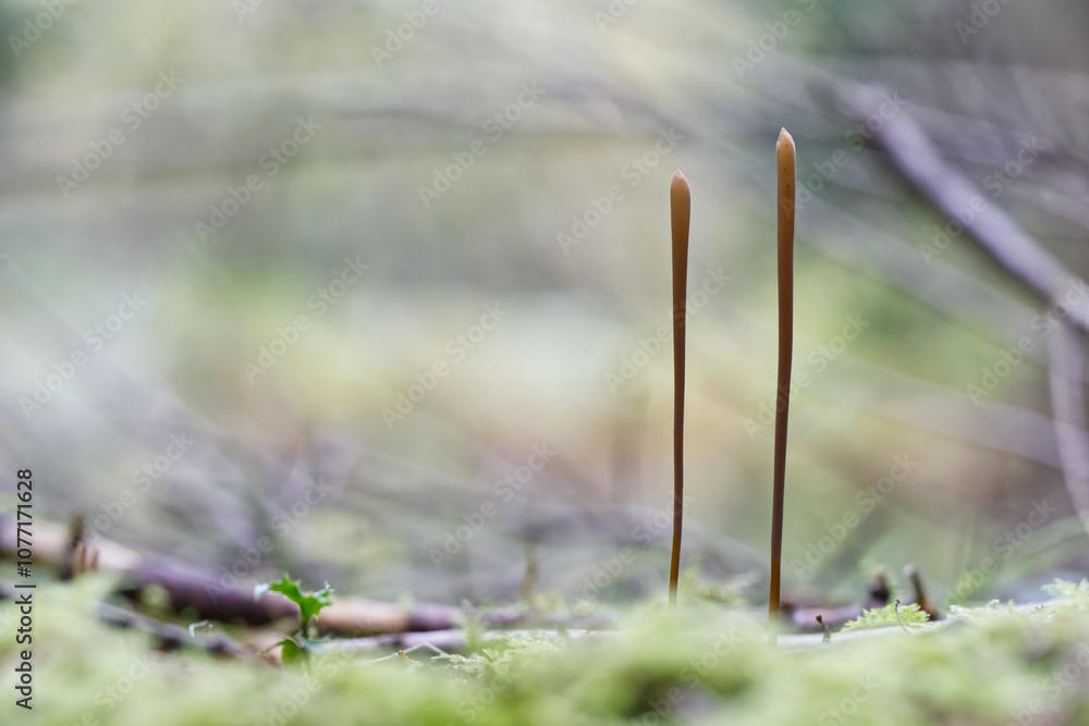 Obraz premium Two Macrotyphula fistulosa, also called blunt tube club or high tube club, is a relatively rare species of mushroom, growing here in the moss, between twigs and old leaves with massive Blur in Back