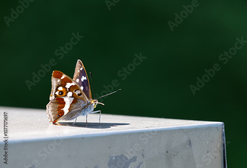 Ein Schmetterling ist auf einer Metalloberfläche gelandet und hat eine eingerollte Zunge photo