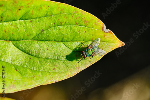 Common green bottlefly on a leaf in late sunlight