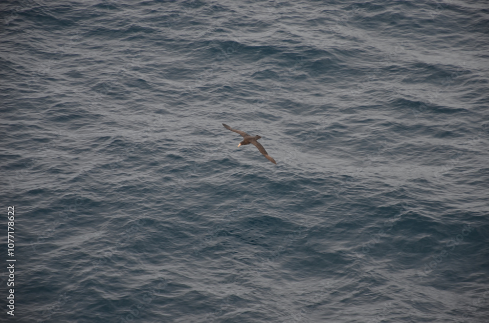 Fototapeta premium bird flying over water