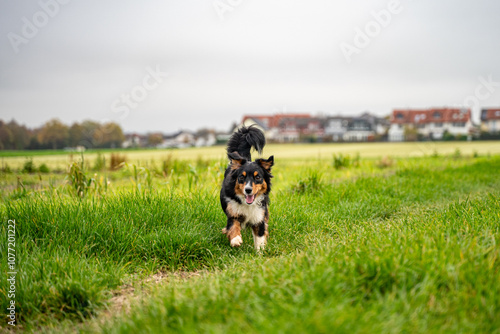 Dog Running Happily Across a Field
