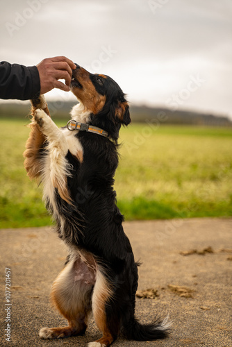 Dog's Playful Moment with Owner's Hand