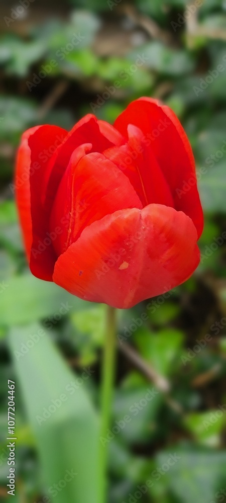 Fototapeta premium Single Red tulip