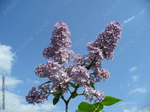 Fresh light violet flowers Common lilac, Syringa vulgar and blue sky with white clouds in spring time - close up. Topics: beauty of nature, blooming, flowering, vegetation, flora, season, macro photo