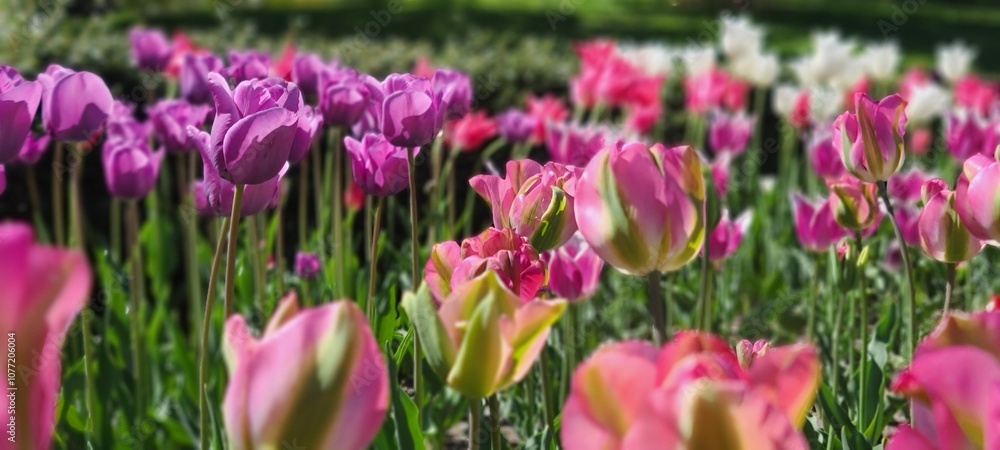 Obraz premium purple crocus flowers