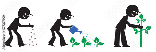 Life cycle of garden rocket plant in flower pot isolated on white background. Stages of growth of arugula: from seed to harvesting