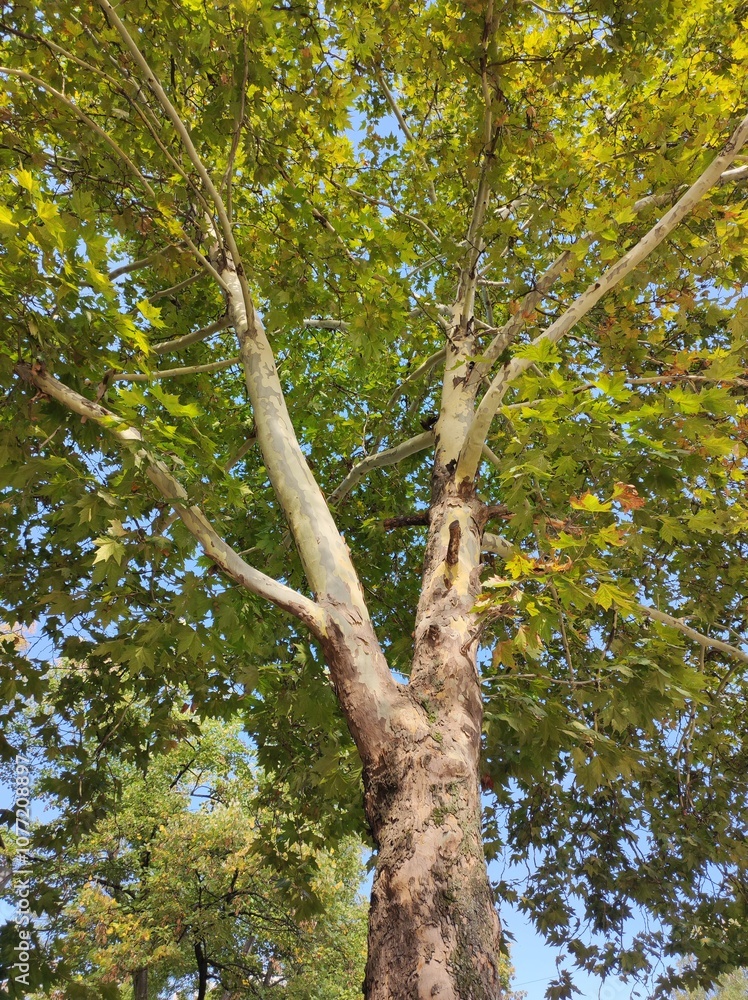 Fototapeta premium Big old tree with green and yellow leaves in autumn