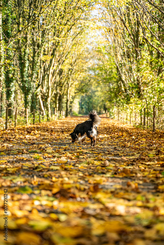Dog Exploring the Path of Autumn Leaves