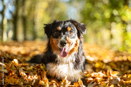 Close-up of Dog Enjoying Autumn Scenery