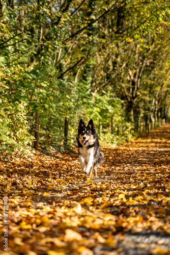 Dog Running Along the Autumn Path