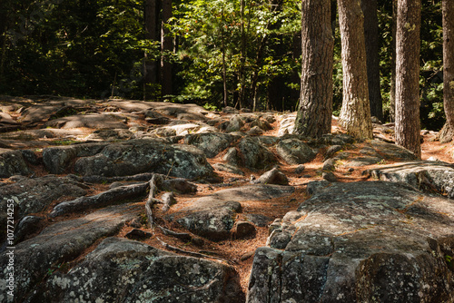 Pines grow among the boulders at Dave's Falls County Park, Marinette County, Wisconsin