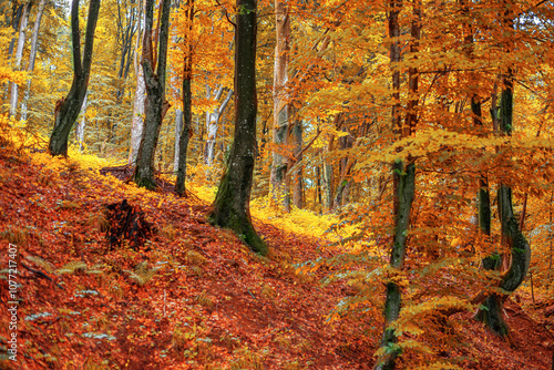 Fall city landscape. Park trees and fallen autumn leaves in city park in autumn day