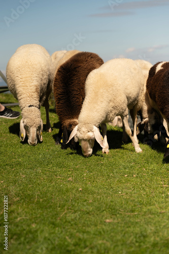 grazing, sheep, nature, mountain, peaceful, animals, grass, brown, white, summer, rural, rocky, valley, tags, herd, greenery, highlands, environment, nature photo