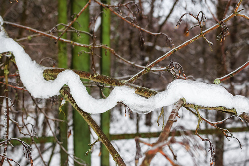 Snow on branches after melting and sudden cold snap photo