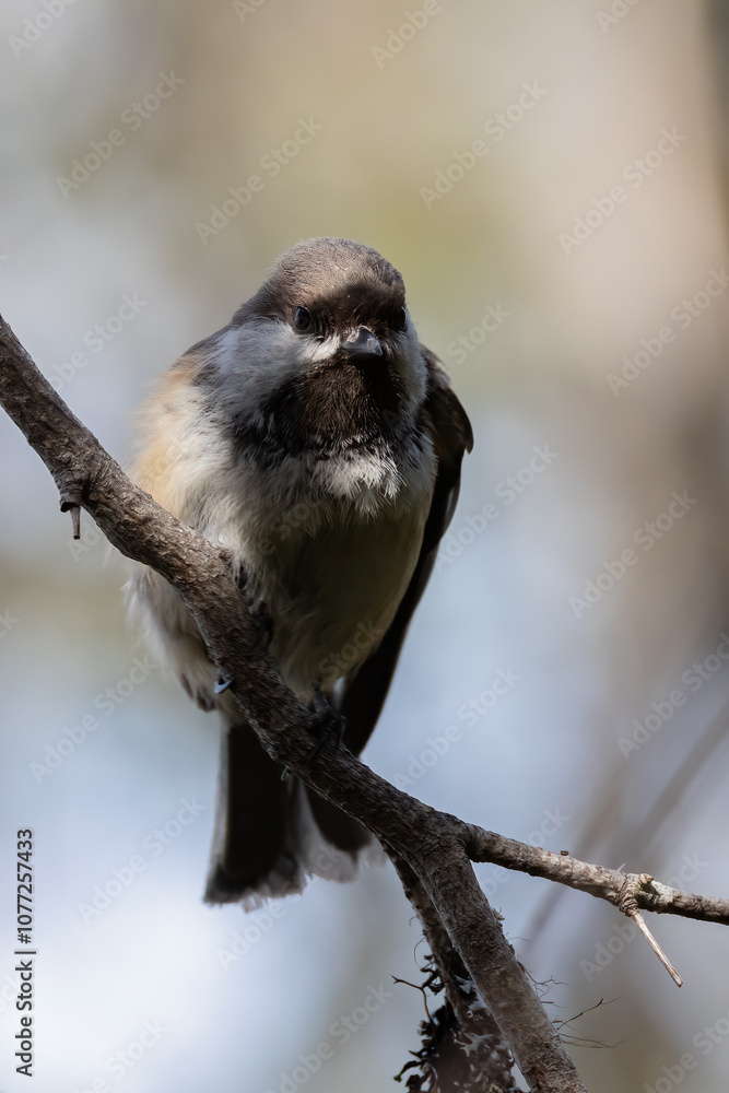 Obraz premium Siberian Tit