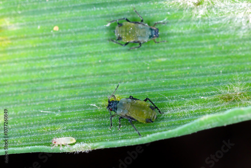 Corn leaf aphids, Rhopalosiphum maidis on cereals. photo