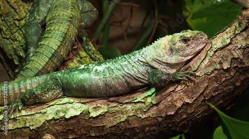 The Utila Iguana (Ctenosaura bakeri) resting on a tree branch in its natural habitat. Critically endangered lizard species photo