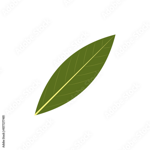 Bay leaf. Part of my color flat set of 15 best herbs for cooking. Greenery on a white. Herbs for meat, fish, drinks and cocktails. Used dev, app, design, web, ui, advertising. Vector 10 EPS