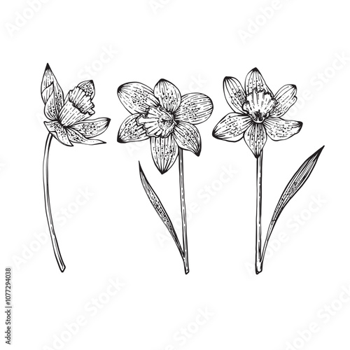 Spring Flower Narcissus. Vector illustration On white background. Design flower shops, perfume labels, cosmetics, packaging, typography, textiles, tableware. Fragrances for the home. Festive bouquets