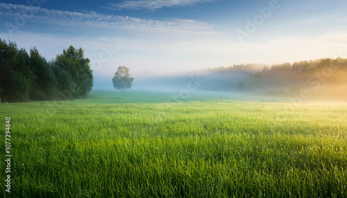 fog in nature, green grass field, misty scenery, morning view