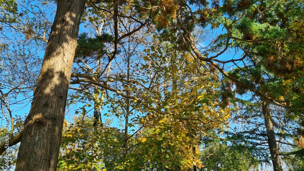 Fototapeta premium Yellowed tree leaves sway in the wind in the park, against the blue sky