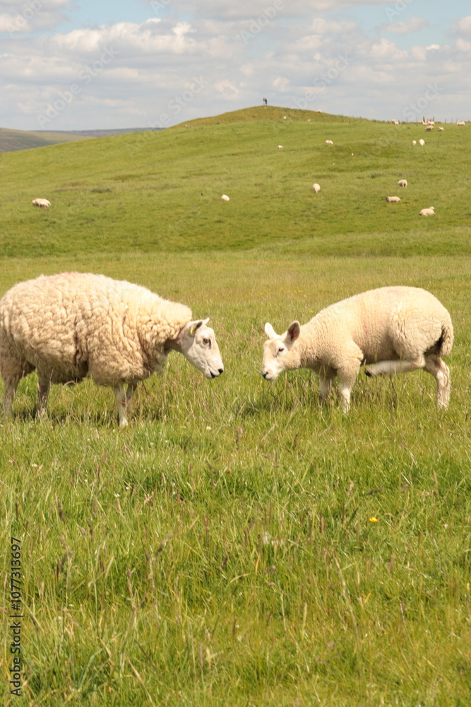 Obraz premium sheep in the field