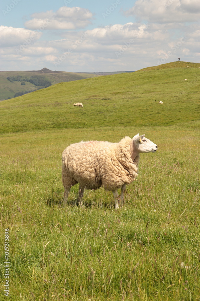 Obraz premium sheep in the field