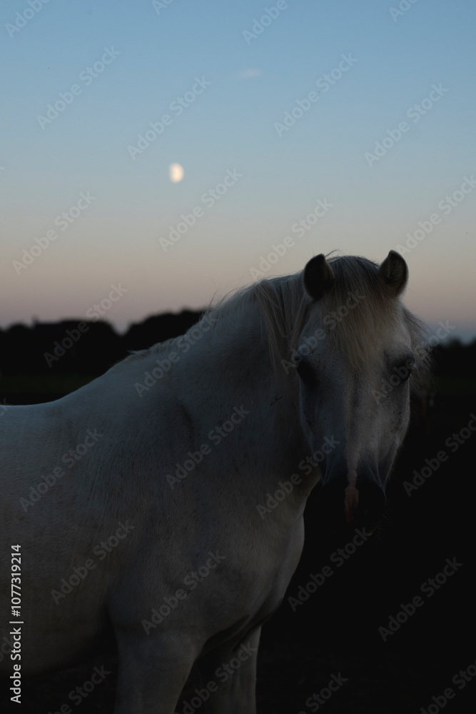 Obraz premium horse and moon pretty pony dark blue hour