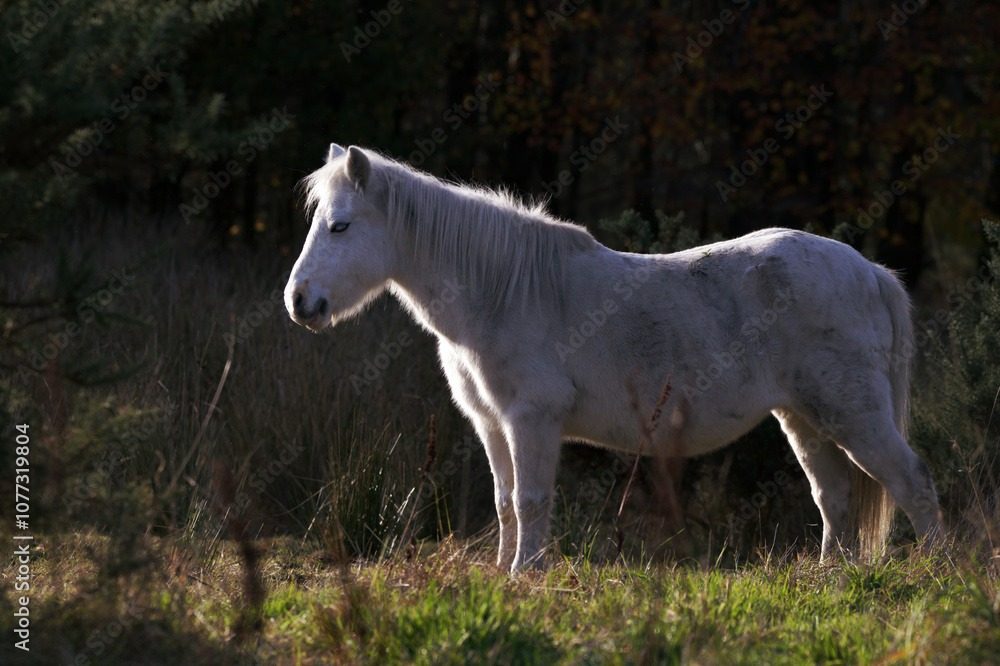 Fototapeta premium A White Horse in the Sunlight
